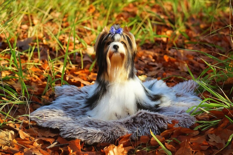 26818eaf-b185-40ff-8cda-e17c09eb7f72