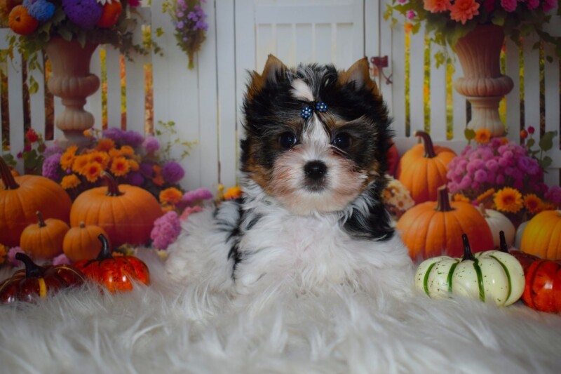 552931591_24762117836717672_4845196641293281659_n1767705742