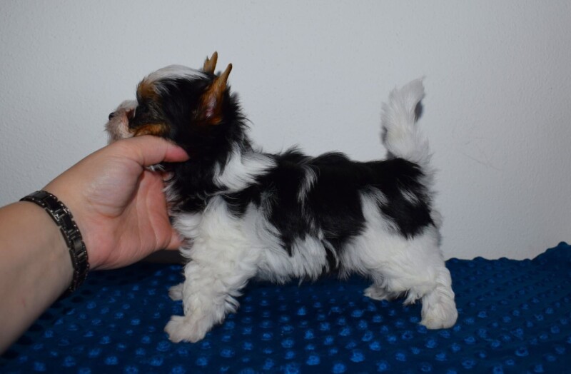 544643646_24629979066598217_1492412072050936191_n