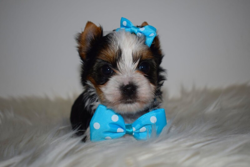 538273324_24506250565637735_549262402535104441_n